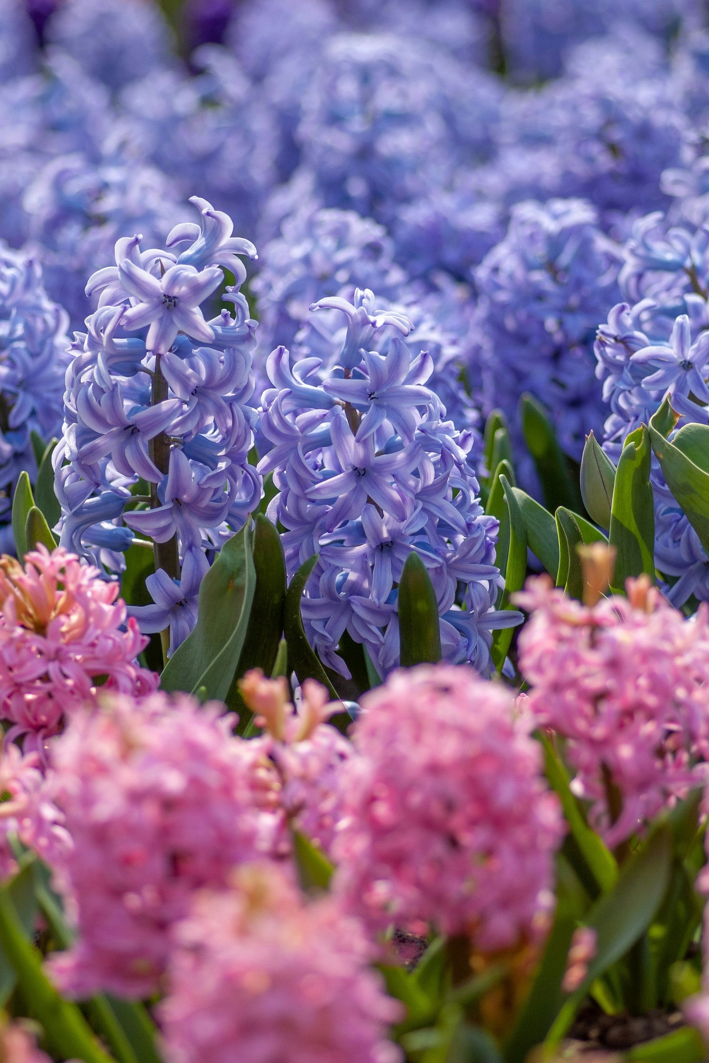 HYACINTH 6.5" Pot
