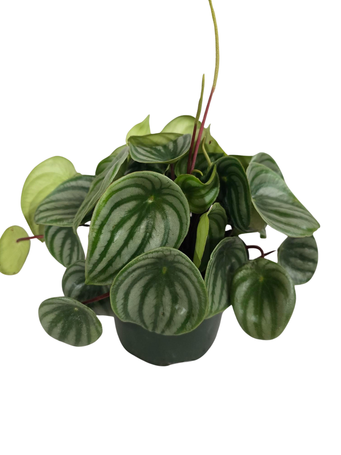 6" Peperomia Watermelon