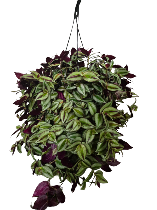 10" HANGING WANDERING JEW