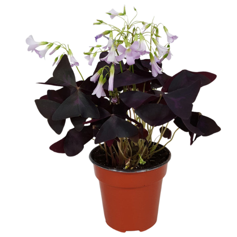 4" POTTED RED OXALIS