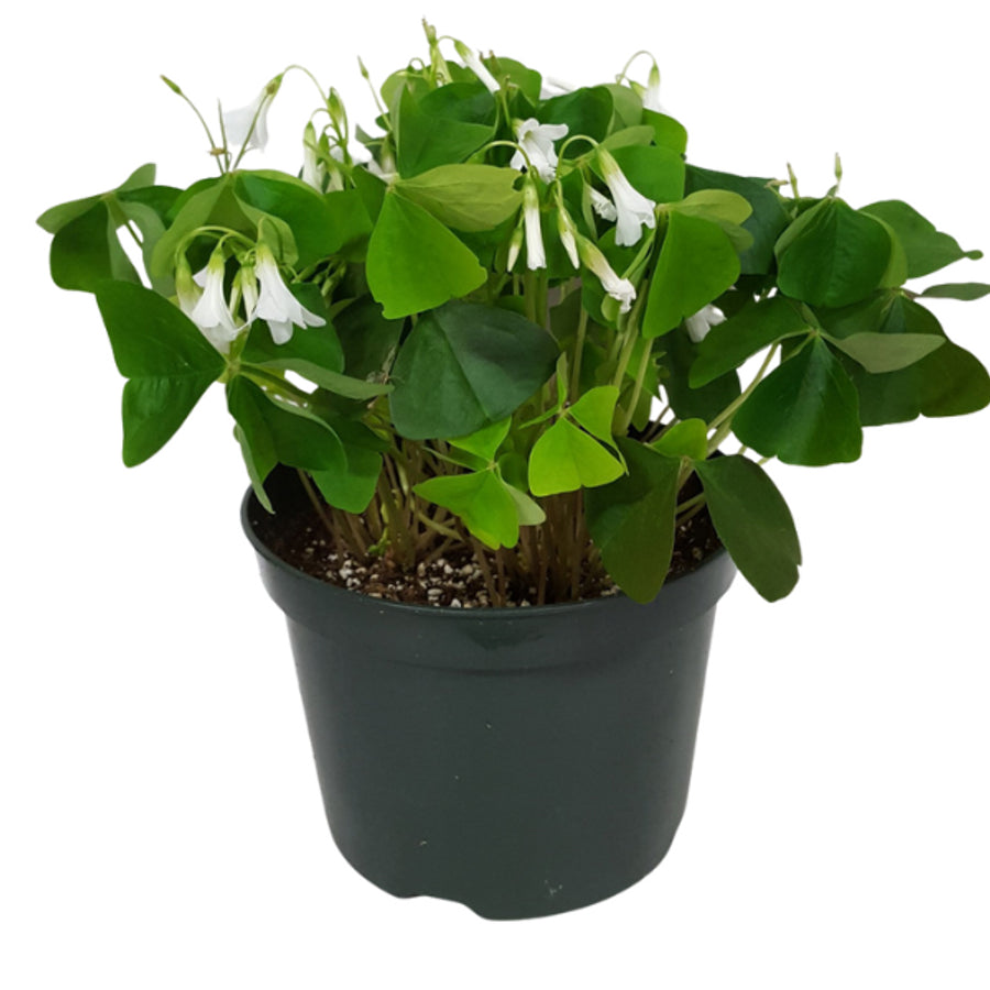 6" POTTED GREEN OXALIS