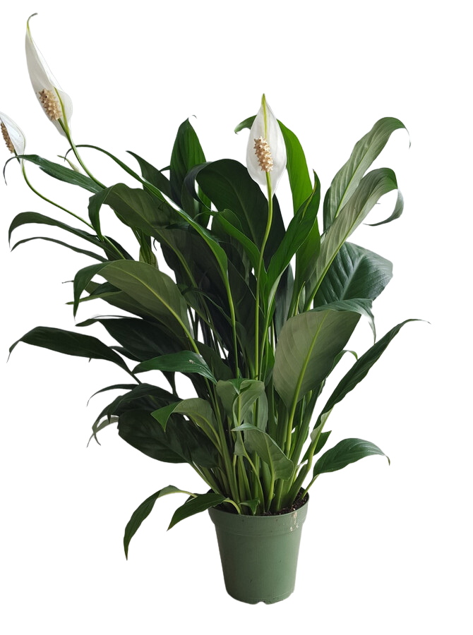 4" POTTED PEACE LILY