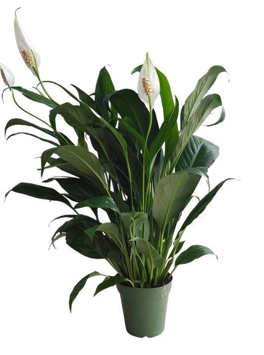 4" POTTED PEACE LILY