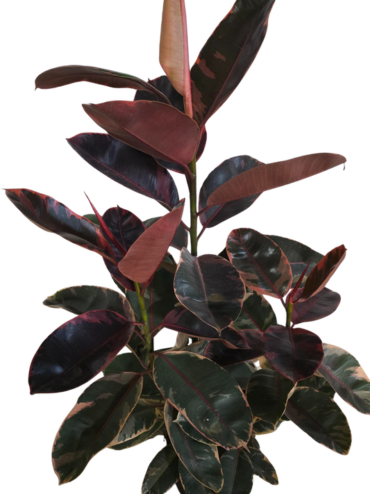 10" Ficus Ruby