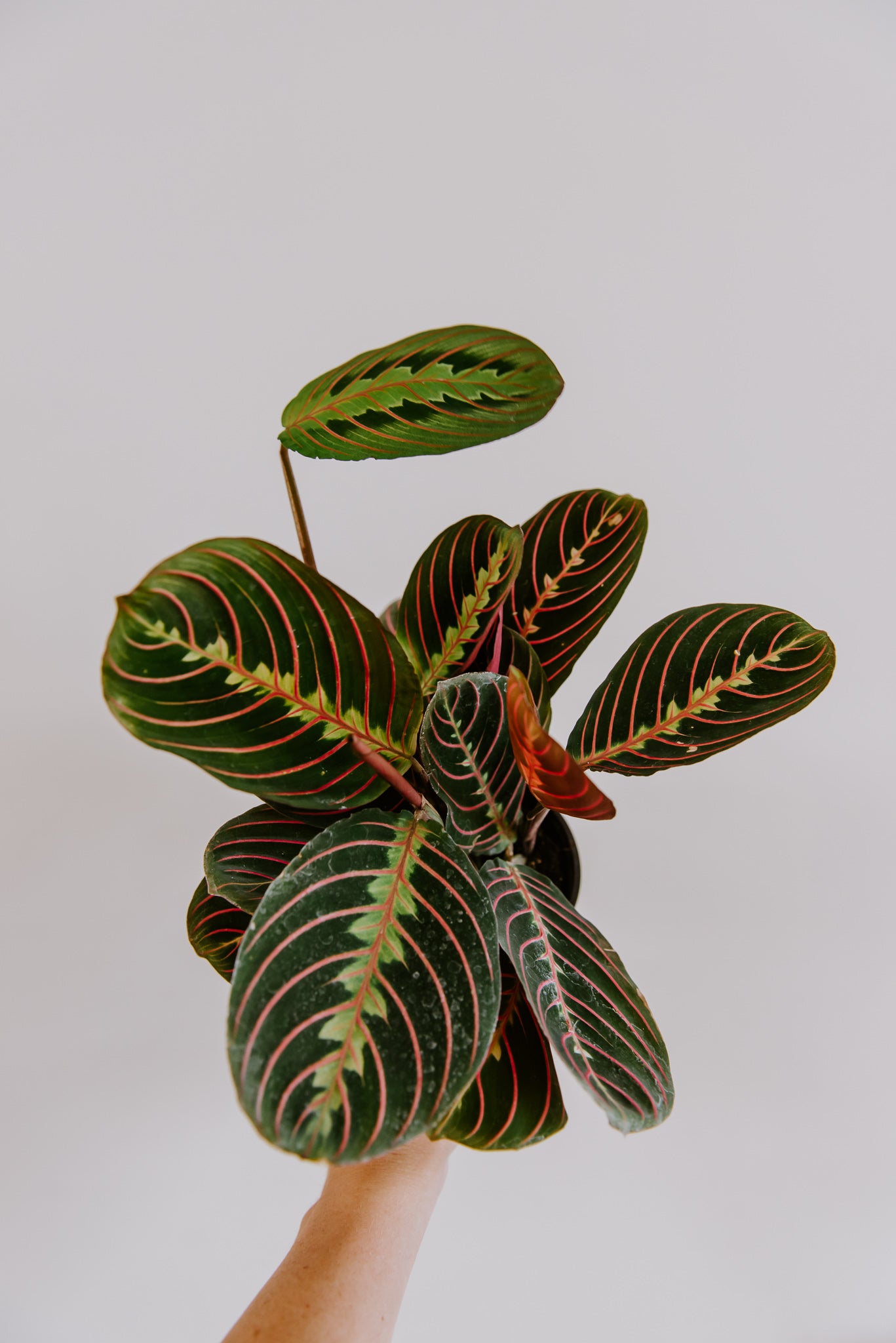 4" Maranta Red Prayer